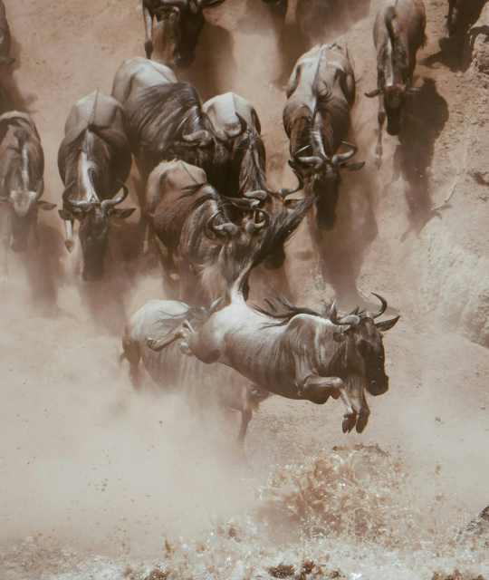 Mangi Africa Tours-Great migratio