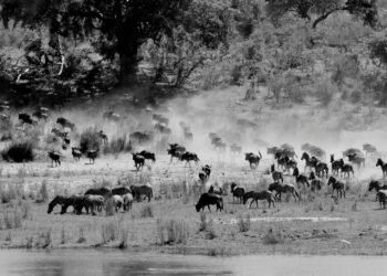 Mangi Africa Tours and Safari limited