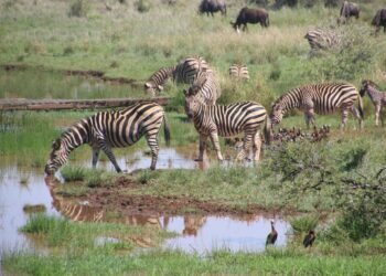 Mangi Africa Tours and Safari limited11