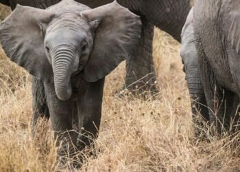 Mangi Africa Tours and Safari limited13