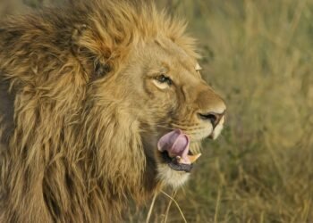 Tanzania safari overview