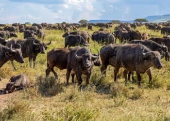 Mangi Africa Tours-Great Migration