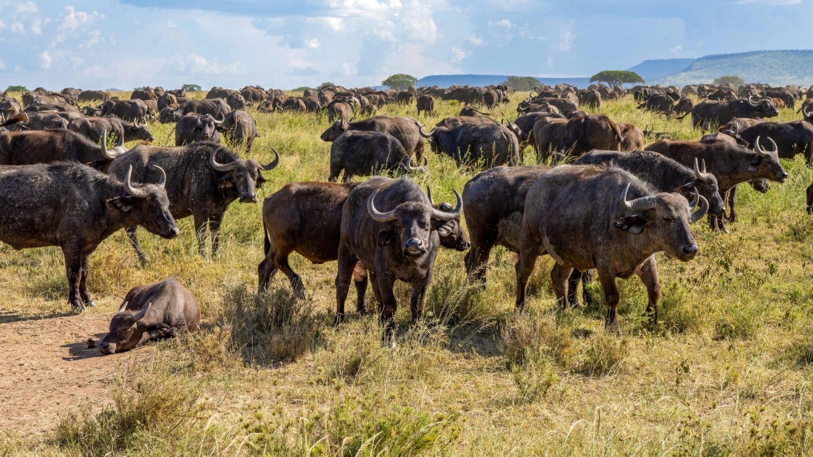 Mangi Africa Tours-Great Migration