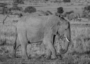 Mangi Africa Tours and Safari limited3