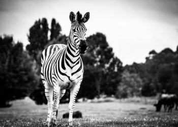 Mangi Africa Tours and Safari limited4