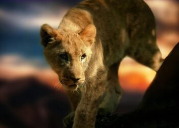 Mangi Africa Tours and Safari limited5