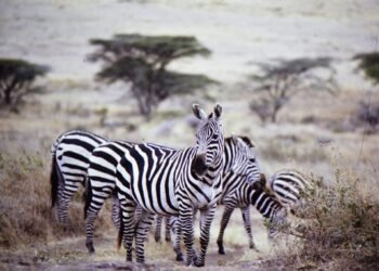 Mangi Africa Tours and Safari limited7