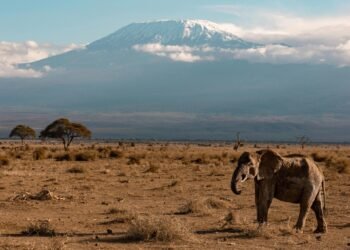 Mangi Africa Tours and Safari limited9