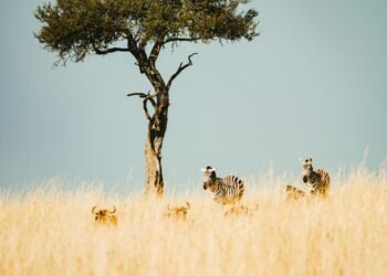 Mangi africa tours and safari limited.jpg 4