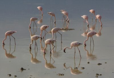 mangi africa tours