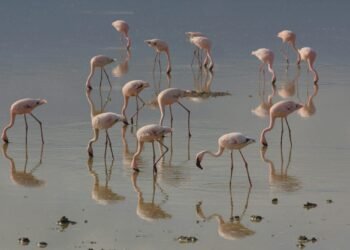 Mangi africa tours and safari limited.jpg 5