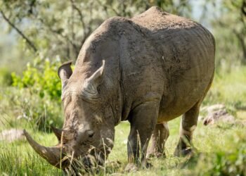 Mangi africa tours and safari limited.jpg 7