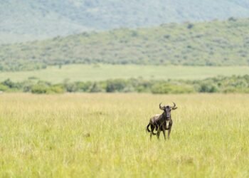 Mangi africa tours and safari limited.jpg 8