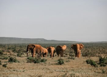 Mangi africa tours and safari limited.jpg 9