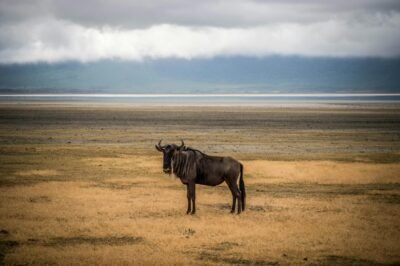Big five safari-mangi africa tours