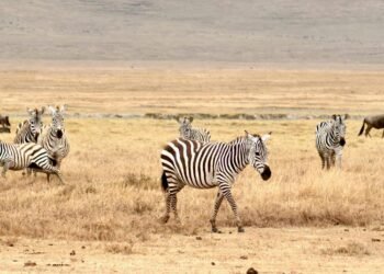 pexels-brett-bennett-162270261-20095151