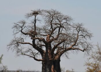 pexels-charmain-jansen-van-rensburg-510296949-25130454