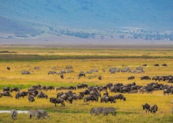 Mangi Africa Tour and Safari Limited