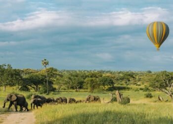 pexels-tanzania-wild-sky-986912744-20179671