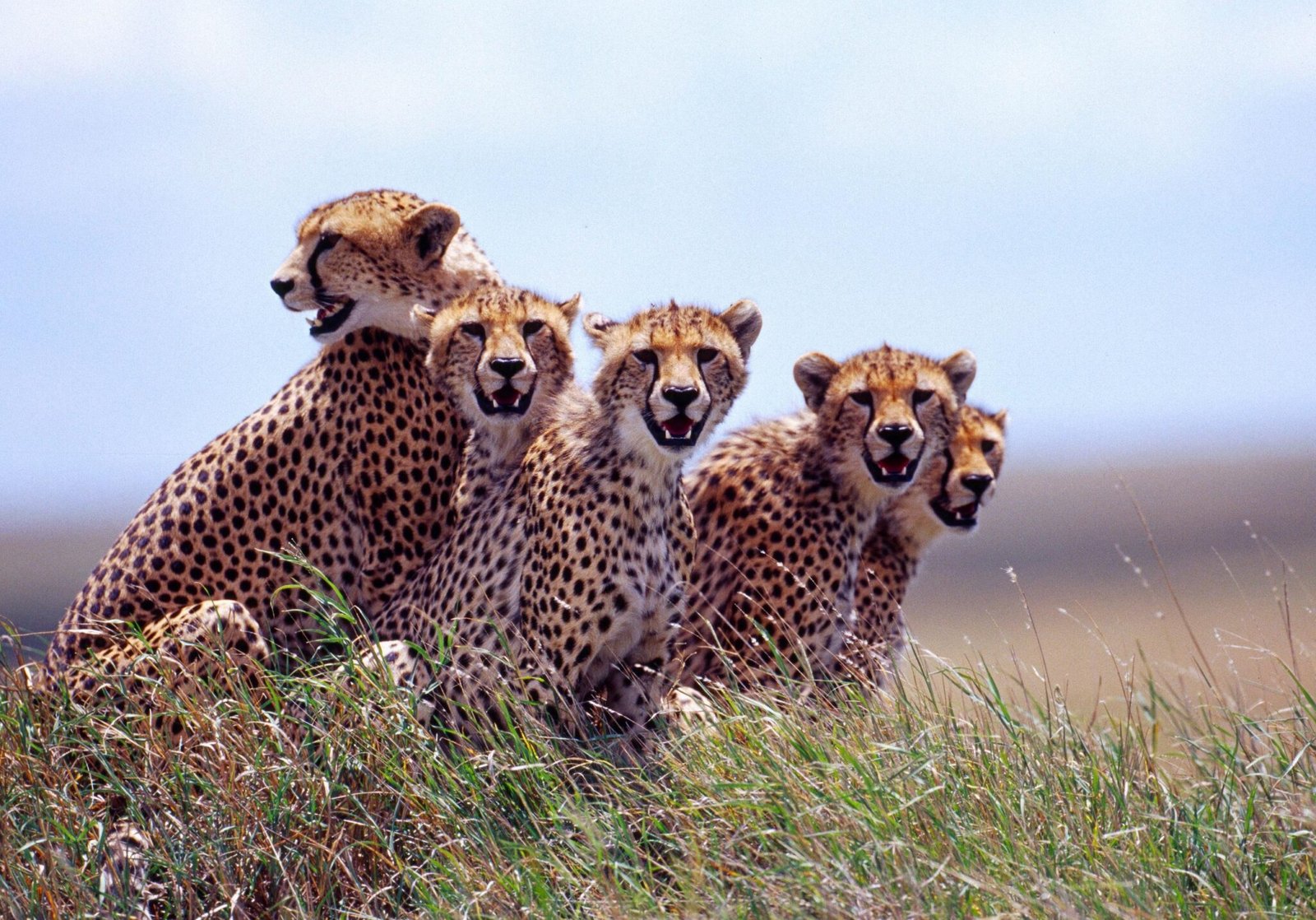 mangi africa tours