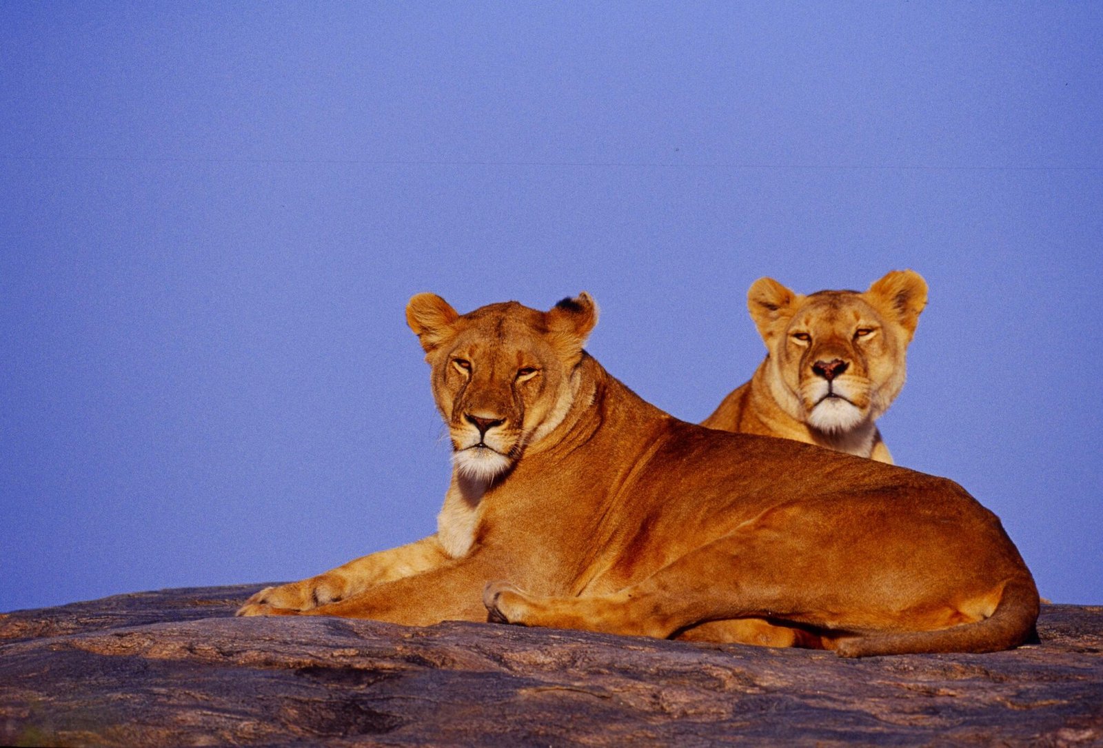 mangi africa tours
