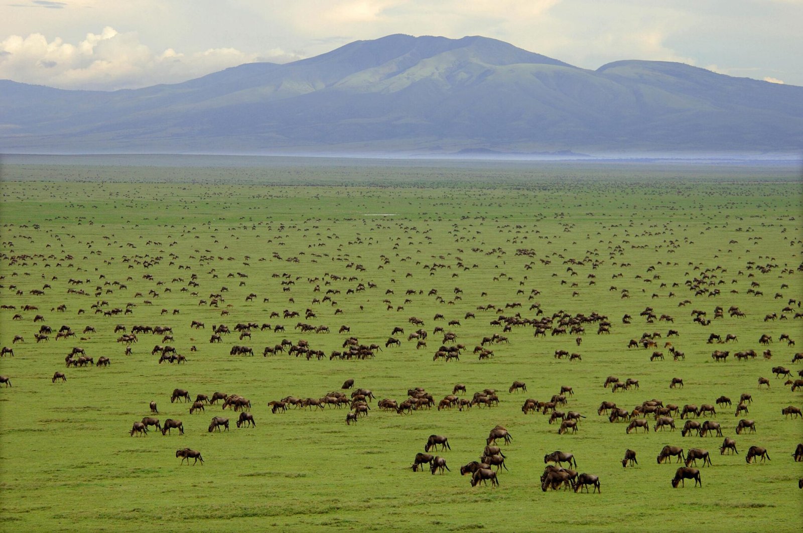 mangi africa tours