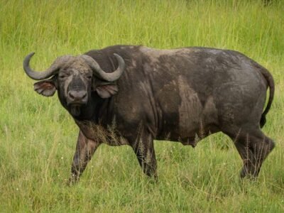 mangi africa tours
