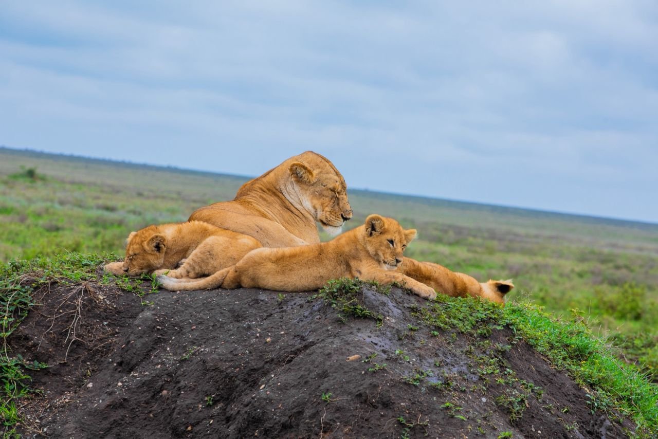 mangi africa tours