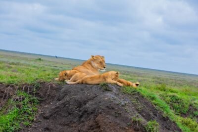 mangi africa tours