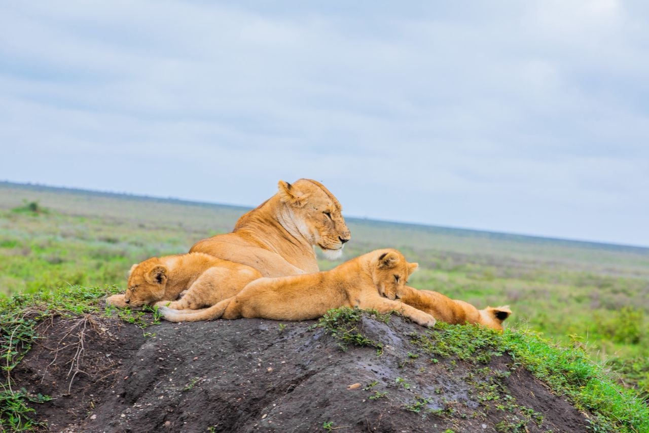 mangi africa tours
