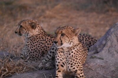 mangi africa tours