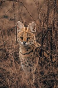 mangi africa tours