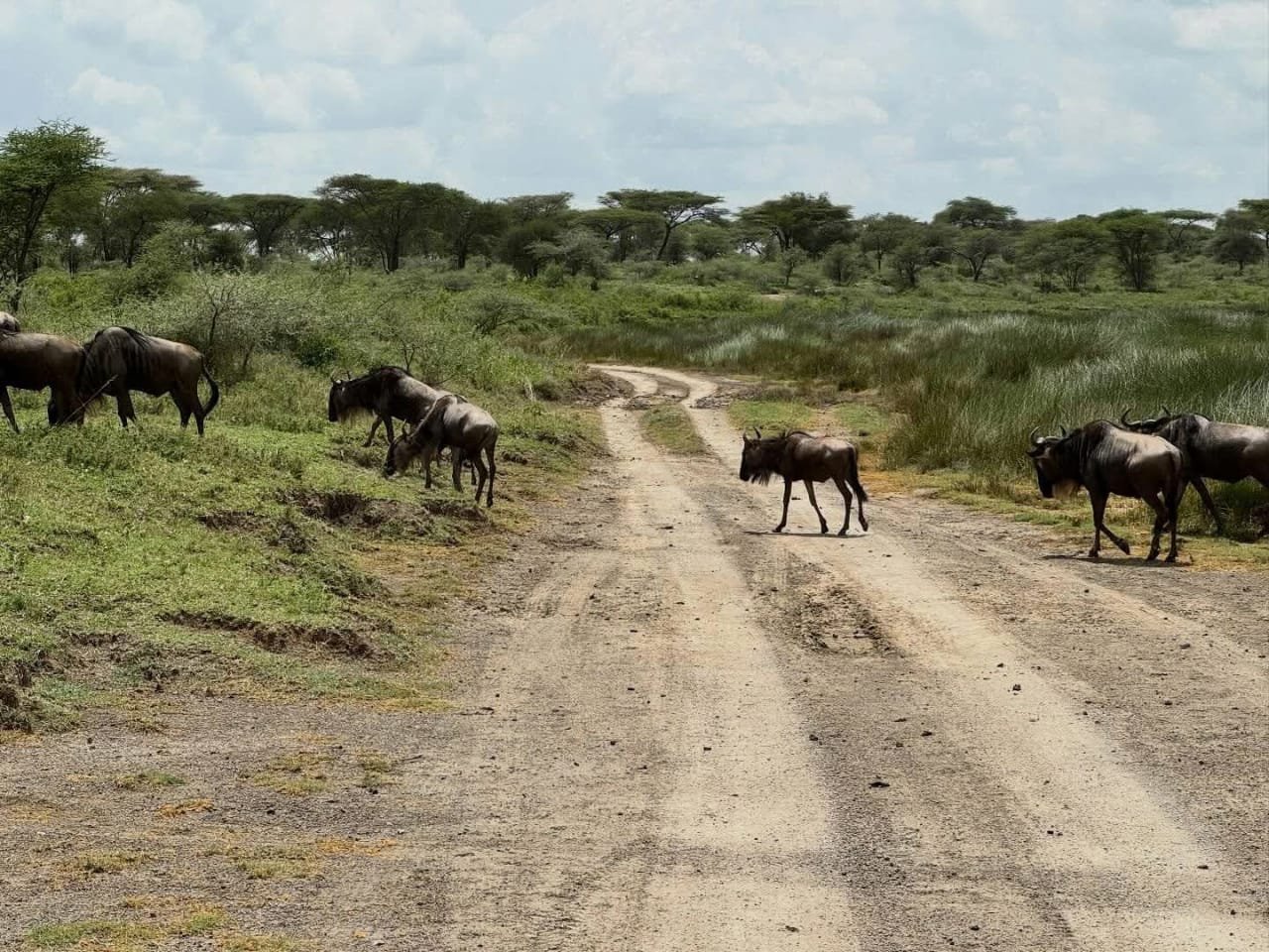 Serengeti, ngorongoro, tarangire and manyara-mangi africa tours