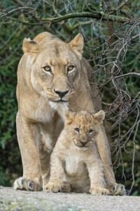 mangi africa tours
