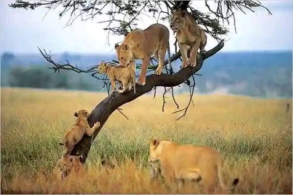 mangi africa tours