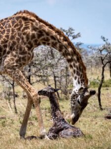 mangi africa tours