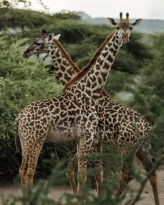 mangi africa tours