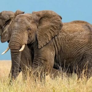 ngorongoro conservation area- mangi africa tours