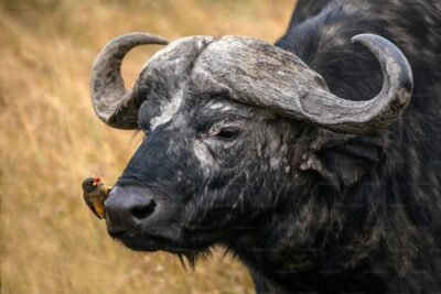mangi africa tours