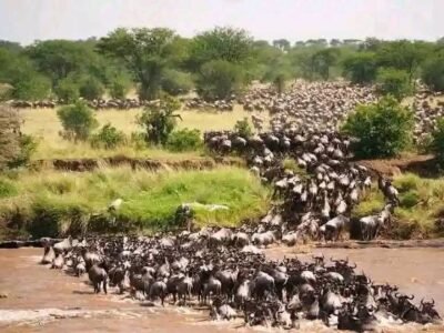 mangi africa tours