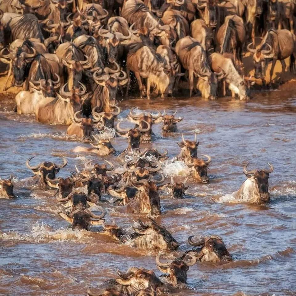 mangi africa tours
