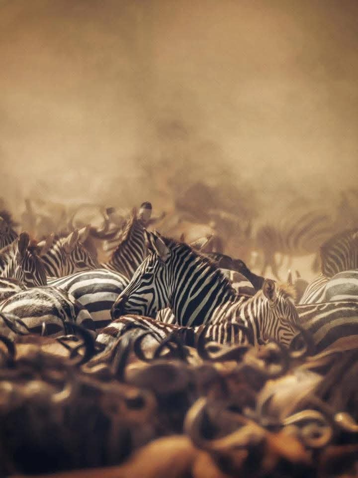 mangi africa tours