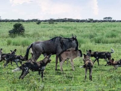 mangi africa tours
