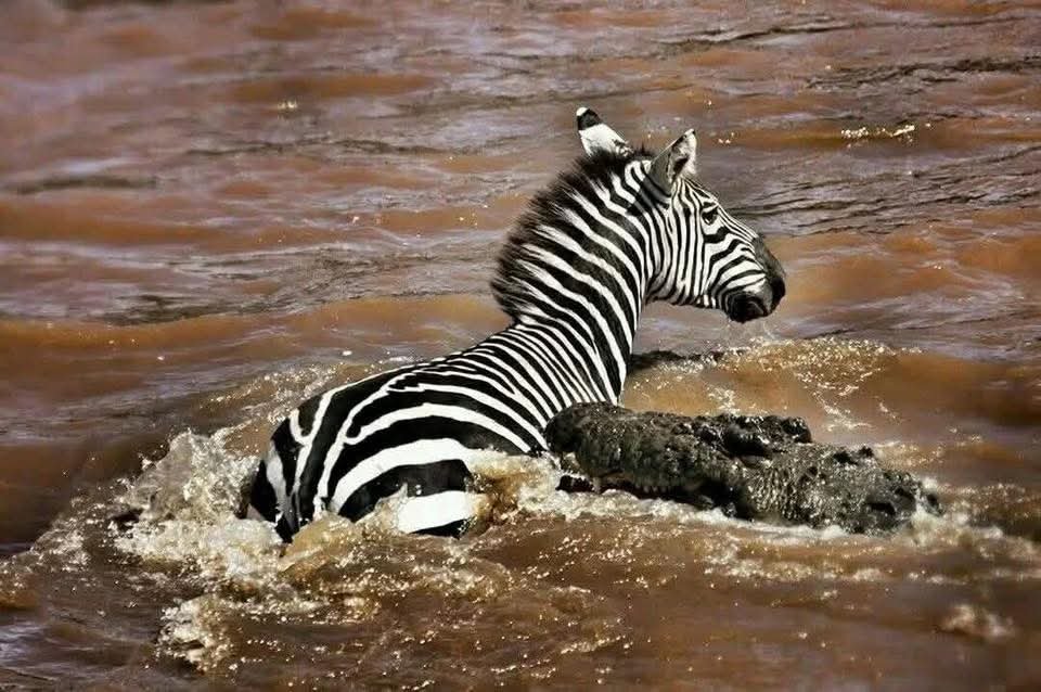 mangi africa tours