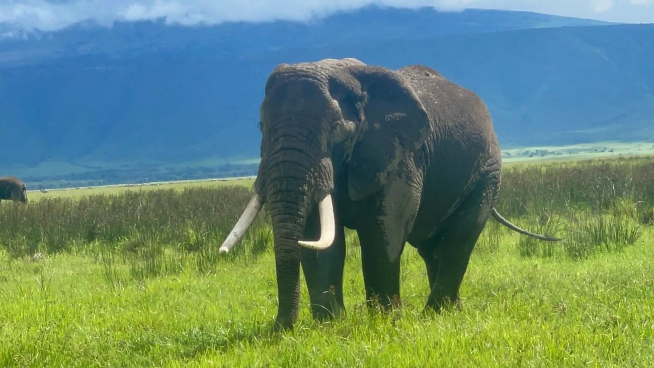mangi africa tours