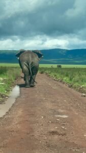 mangi africa tours