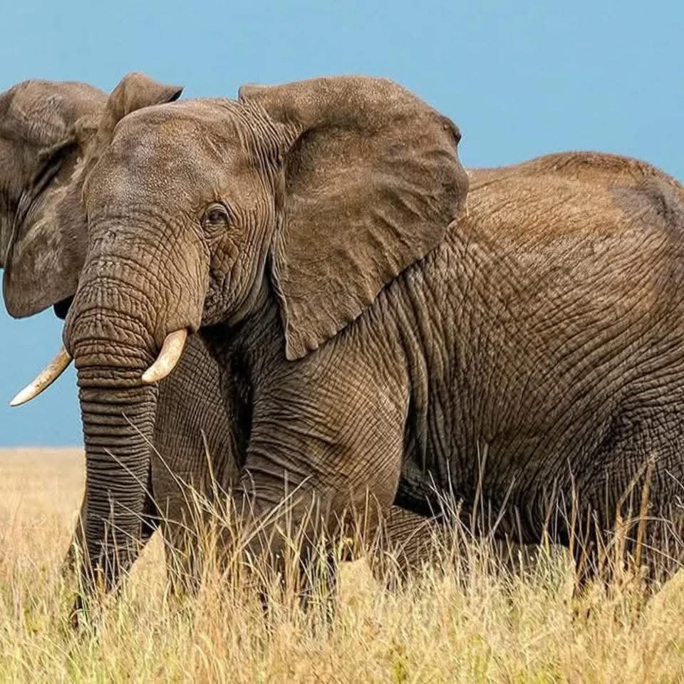 mangi africa tours