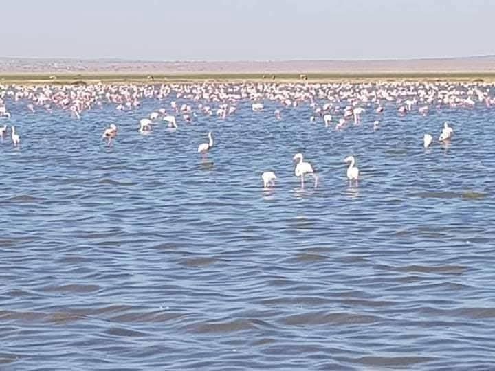 mangi africa tours