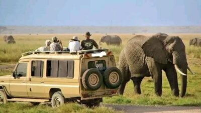 mangi africa tours