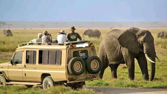 mangi africa tours